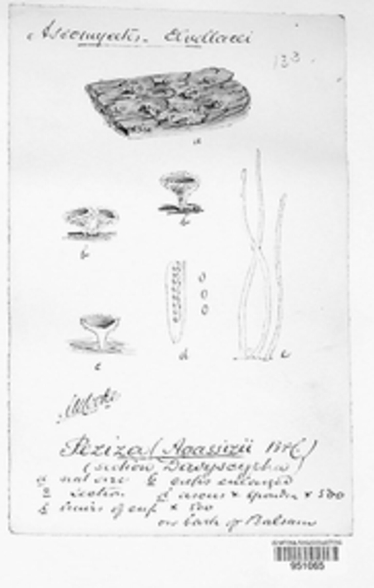 Lachnellula image